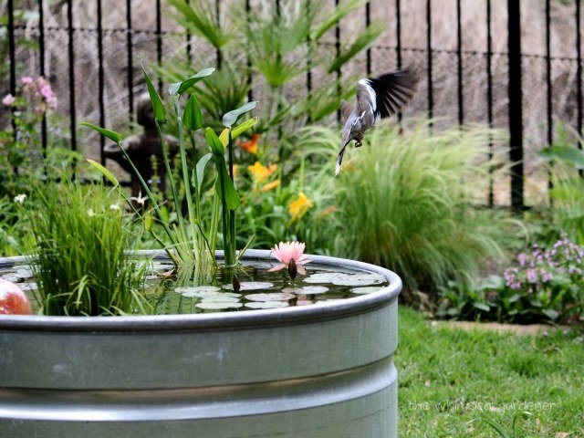 Záhradné jazierko terasa záhradný balkón vhodné ušetriť miesto Vytvorte záhradnú terasu záhradný balkón vhodný na úsporu miesta