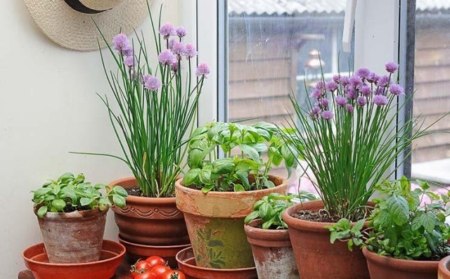 Bylinkový záhradný dizajn terakotové kvetináče doma