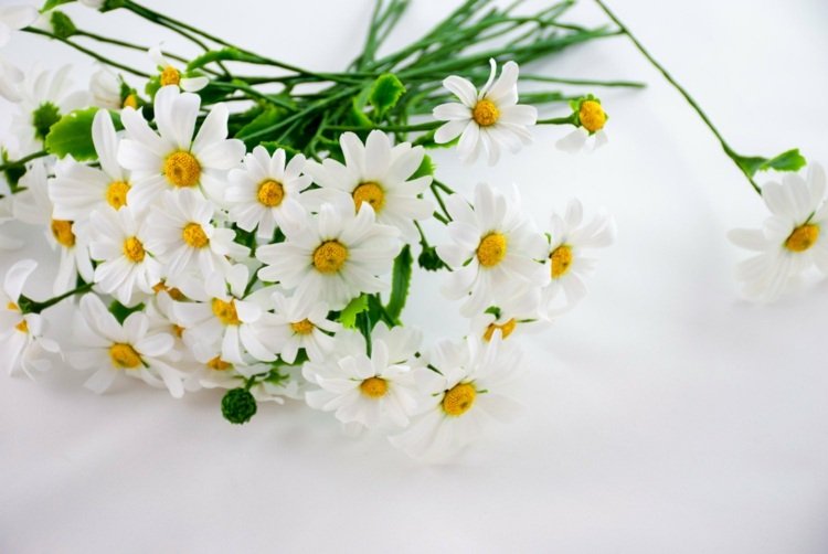 letná kytica-biela-sedmokráska-margaréta-materina dúška-žltá-akcent