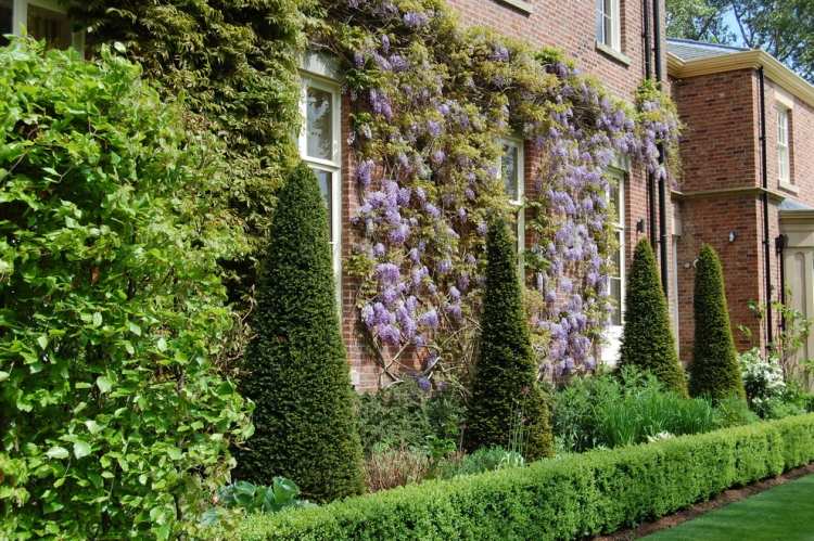 rovný strihaný buxusový živý plot Posteľné rastliny-dizajn-nápady-záhradný-buxus-živý plot