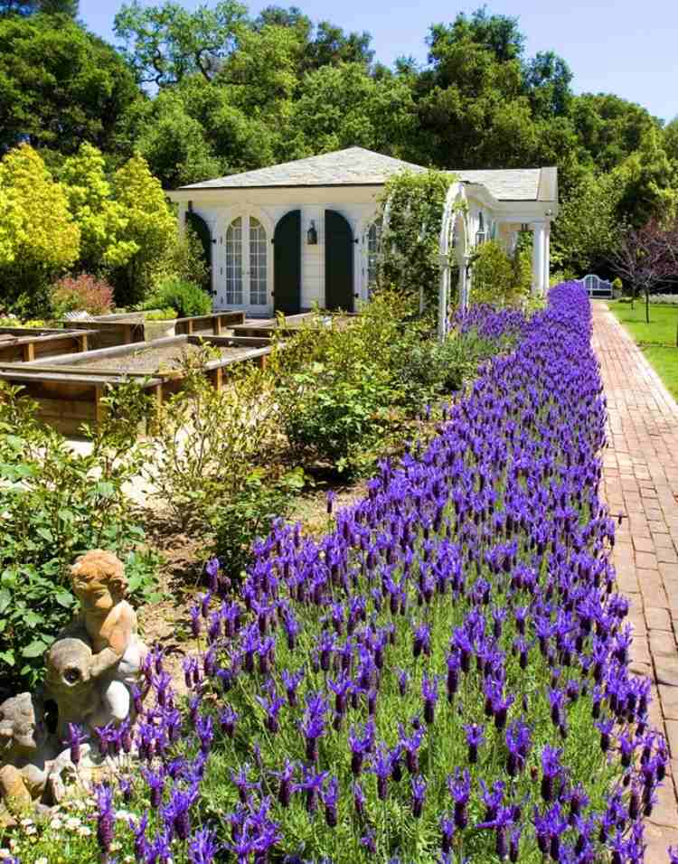 Hranica levandule Munstead pre stredomorskú atmosféru Posteľné rastliny-nápady na dizajn-levanduľa-stredomorské