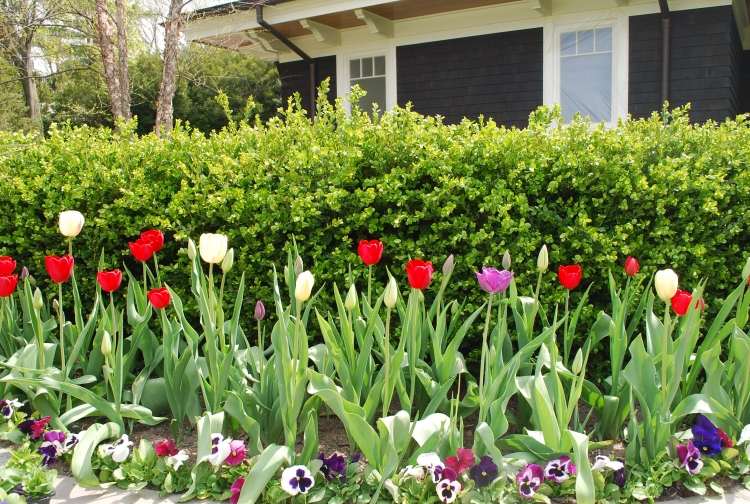 Tulipány na záhone a fialky ako lem Okrajové rastliny-dizajn-nápady-záhon-tulipány-fialky-živý plot