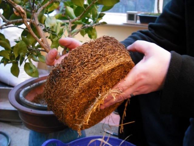 Správne presádzanie izbových rastlín-starostlivosť kvety izbové rastliny správne-repotting tipy