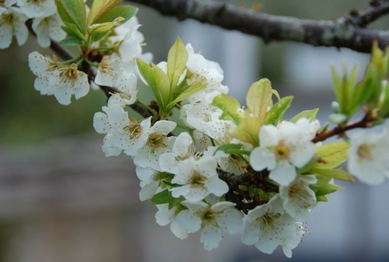 Nábytok pre domácnosť s kvalitným masívnym drevom