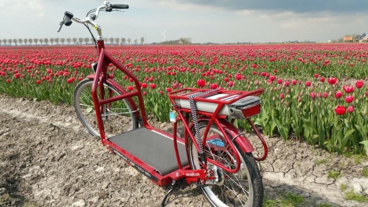 nápad na rovnovážny bicykel bruin-bergmeester-červená-tulipán-pole-holandsko