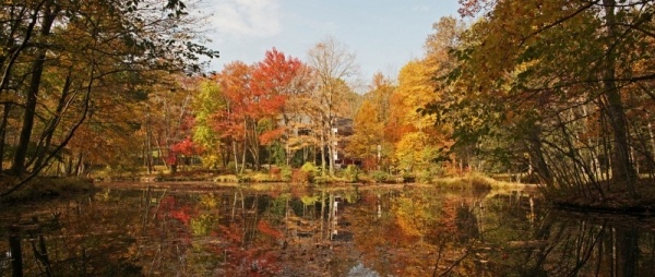 Dom v lesnom krajinnom dizajne