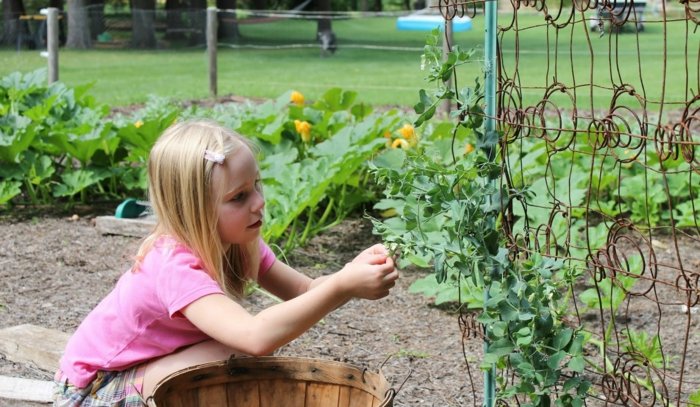 zber hrachu mreže kovový detský zeleninový gaertner