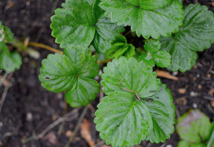 Výsadba jahôd vonku, zalievanie zelených listov