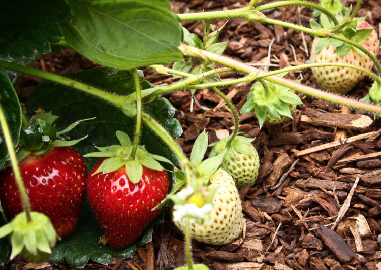 Výsadba jahôd vonku, ochrana proti mrazu kôrou