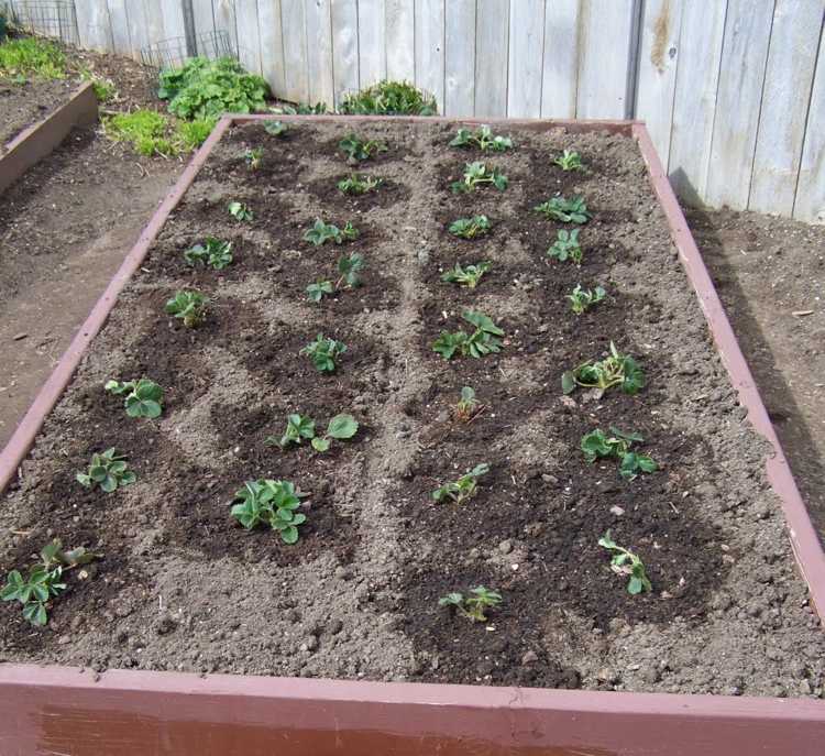 Výsadba jahôd na vyvýšené záhony.Zalievanie mladých rastlín
