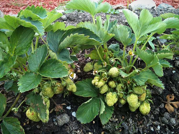 Jahody biele kvety zelené plody