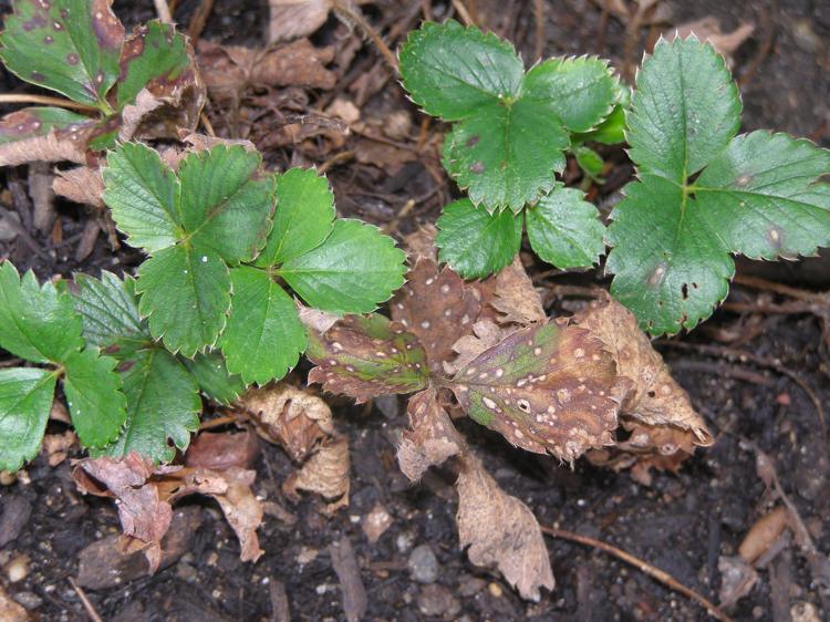 Jahodové choroby vädnú