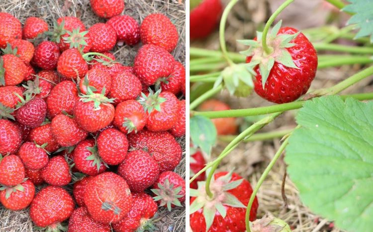 Zber úrody zrelých jahôd