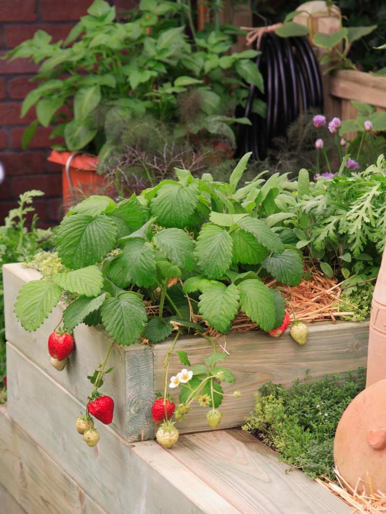 Jahody vysadené záhony slamený mulč dobré susedia pór tymián