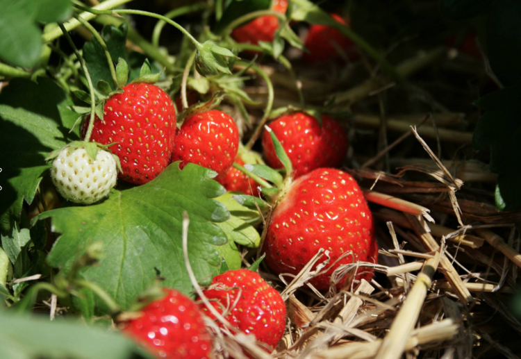Jahody prinášajú ovocie júnové leto