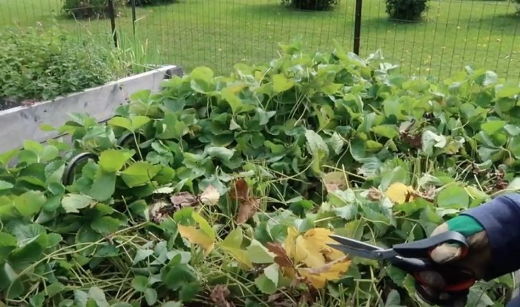 Hibernate jahody. Odrežte listy