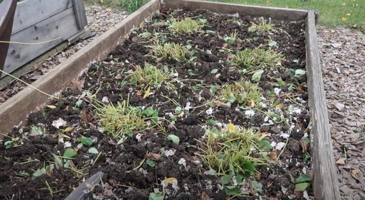 Jahody nakrájajte a pripravte na zimu