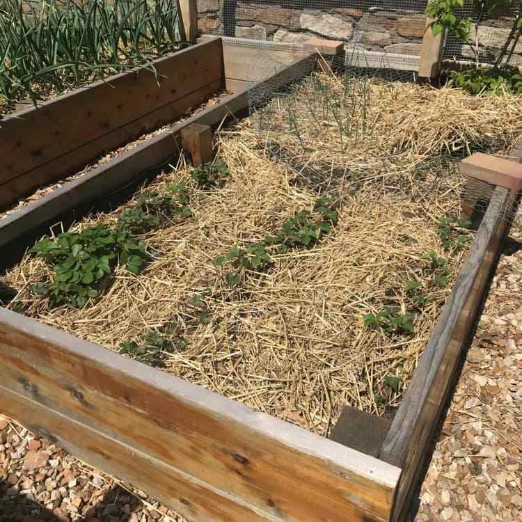 jahodové rastliny prezimujú vo vyvýšenom záhone