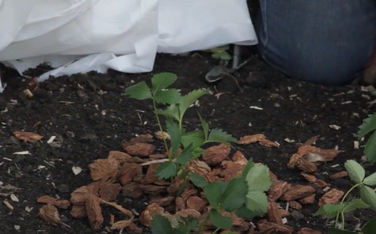 Zimujte jahody vonku