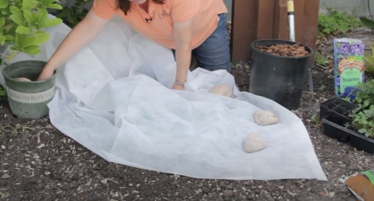 večne rodiace jahody prezimujú v záhrade s rúnom