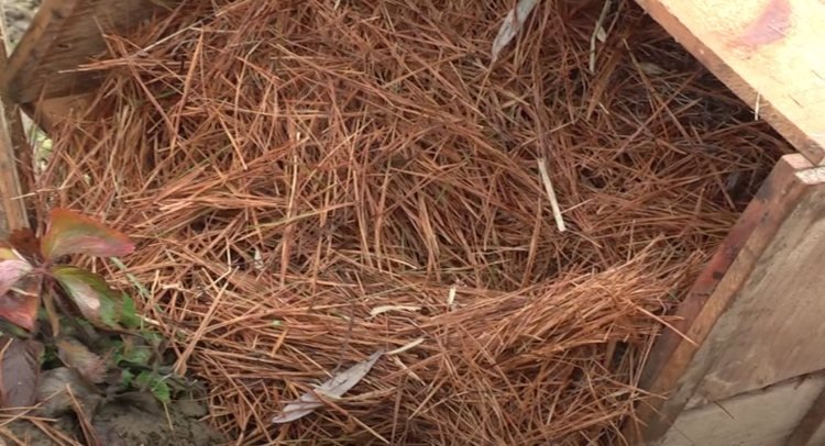 Borovicové ihly sú skvelým materiálom na mulčovanie