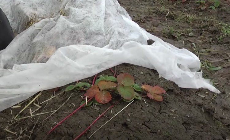 Jahody prezimujú vonku s rúnom