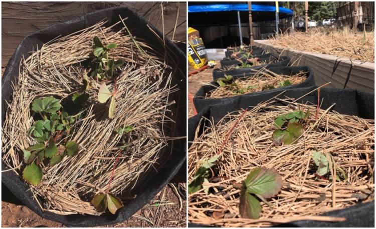 Hibernujúce jahody vo vreciach so slamkou vonku