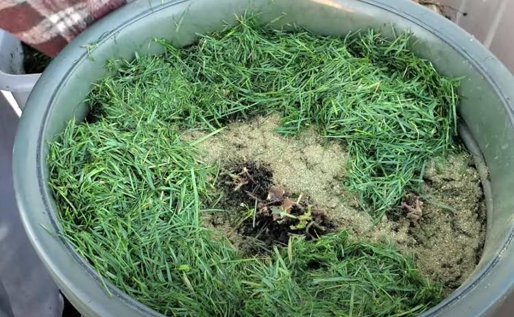 Odrezky trávy ako ochrana jahôd za studena vo vedre