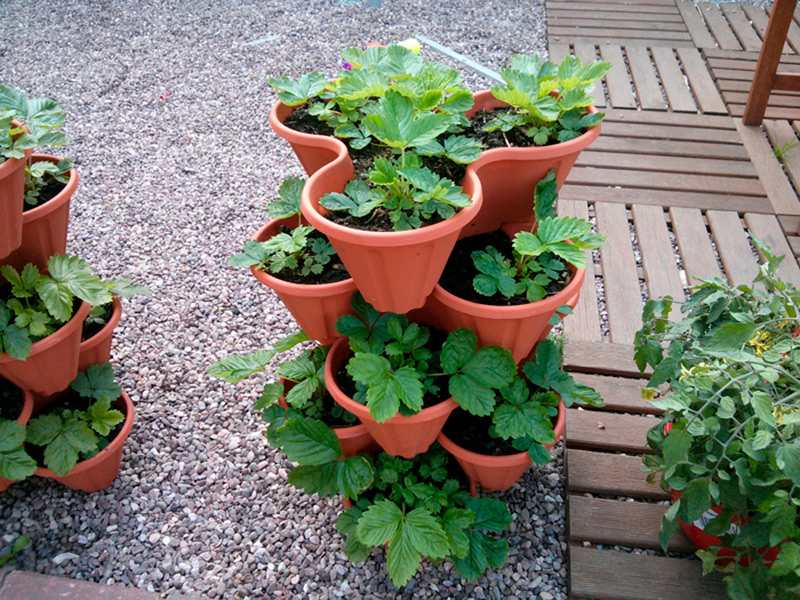 Hibernujte jahody v pivnici