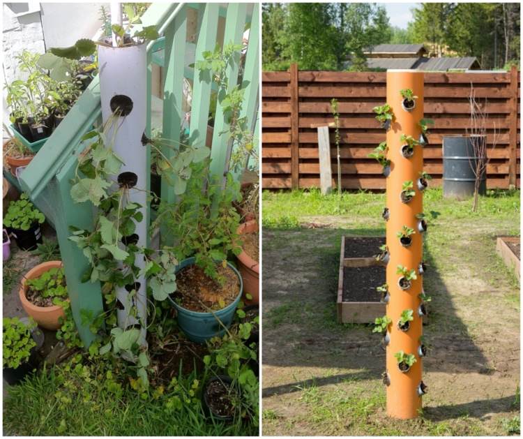 Pestujte jahody vo zvislej trubici