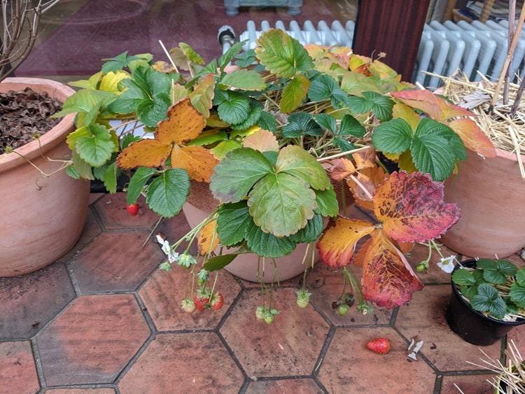 Jahody v kvetináči prezimujú na balkóne