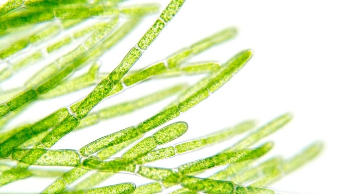 Diéta s riasami - AFA riasa pod mikroskopom Zelená riasa jesť zdravé bielkoviny