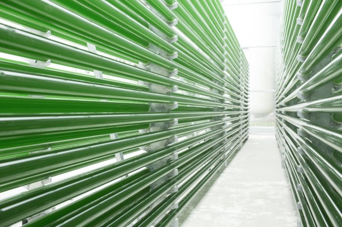 Výživa riasami - trubice zo skla podporujú reprodukciu sklenené fajky riasy kultivujú rast farmy
