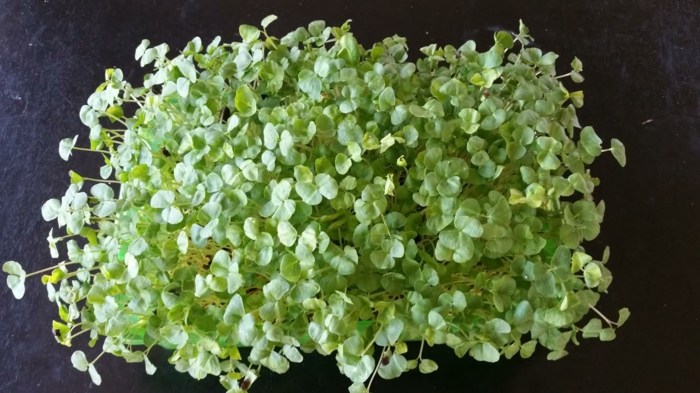 Sadenice pohánky obsahujú všetkých 8 esenciálnych aminokyselín sadenice pohánky jedia detoxikačnú zeleninu z tela