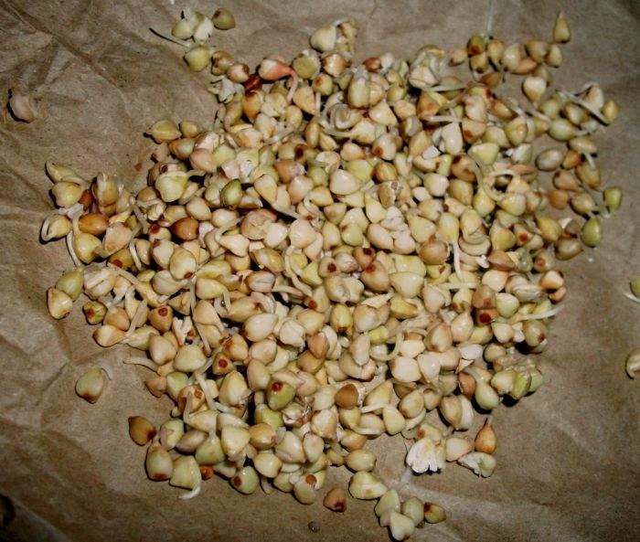 Pohánkové semená a klíčky semenáčka pohánky klíčia výživu zdravo