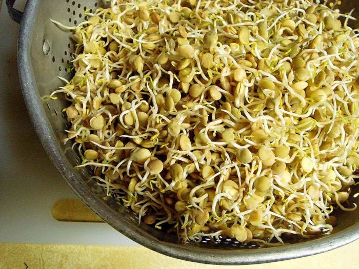 Sadenice šošovice sú zdravé a chutné sadenice šošovice zdravé stravovanie vitamíny minerály