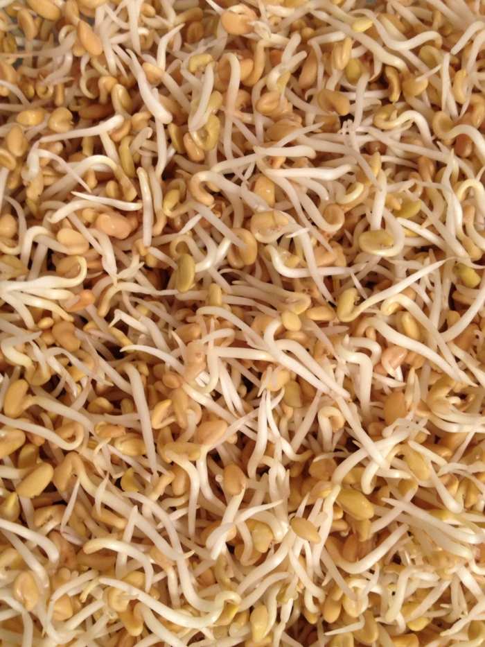 Sadenice a semená senovky gréckej Sadenice senovky gréckej zdravý umierajúci šalát