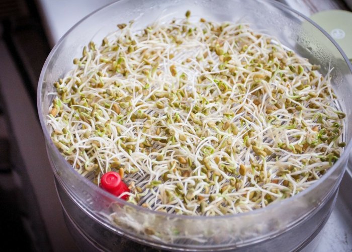 Ovládajte telesnú hmotnosť pomocou sadeníc senovky gréckej semená senovky gréckej jedia sadenice detox diétna diéta