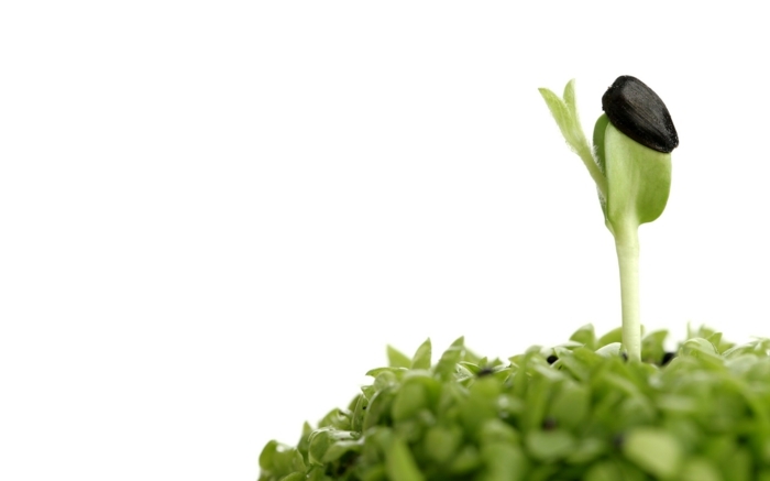 Diéta zo sadeníc - výhody & amp; Typy na prvý pohľad výživa so sadenicami zelený zdravý organizmus proteíny