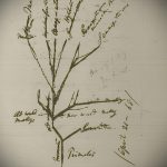 fa tetoválási vázlat # 710 - a minta exkluzív változata, amely jól használható feldolgozásra és fa tetoválásra a karon