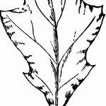 Fotó vázlat a tölgyfa tetoválásról 2018.09.11.