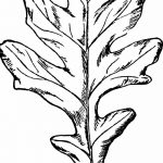 Fotó vázlat a tölgyfa tetoválásról 2018.09.11. №012 - vázlat a tölgyfa tetoválásról -