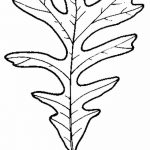 Tetovált tölgyfalevél fotóvázlata 2018.09.11 -től №019 - tetovált tölgyfalevél vázlata -