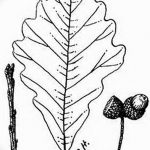 Fényképvázlat a tölgyfa tetoválásról 2018.09.11. №046 - vázlat a tölgyfa tetoválásról