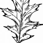 Fényképvázlat a tölgyfa tetoválásról