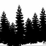 снимка Скици на татуировка смърч от 23.04.2018 №144 - Скици на татуировка смърч -