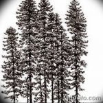 снимка Скици на татуировка смърч от 23.04.2018 №151 - Скици на татуировка смърч -