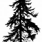 снимка Скици на татуировка смърч от 23.04.2018 №154 - Скици на татуировка смърч -