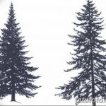 снимка Скици на татуировка смърч от 23.04.2018 №158 - Скици на татуировка смърч - 346345