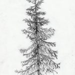 снимка Скици на татуировка смърч от 23.04.2018 №160 - Скици на татуировка смърч -